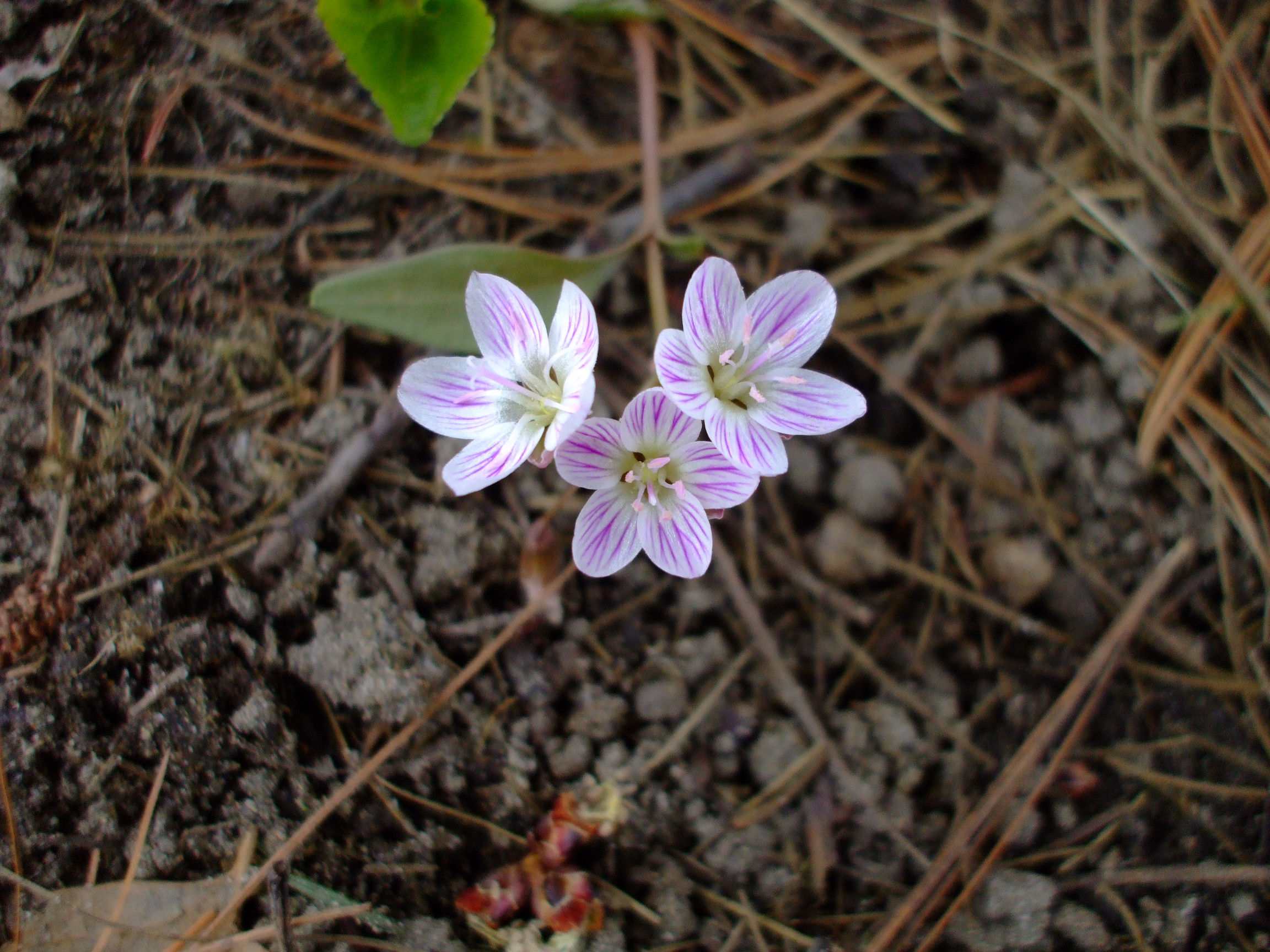 Claytonia caroliniana